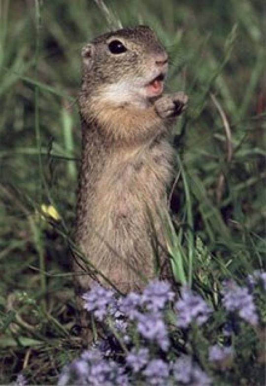 copyright: MA 22 Ziesel auf einer Wiese