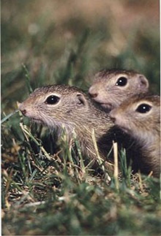 copyright: MA 22 Drei Ziesel in einer Wiese