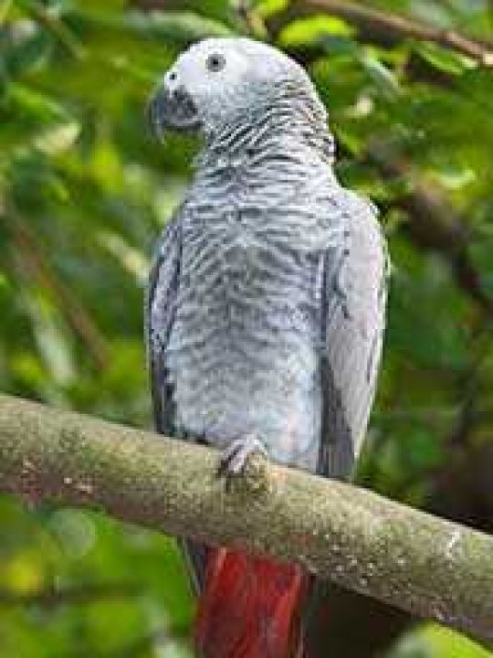 Ein Graupapagei, der auf einem Ast sitzt