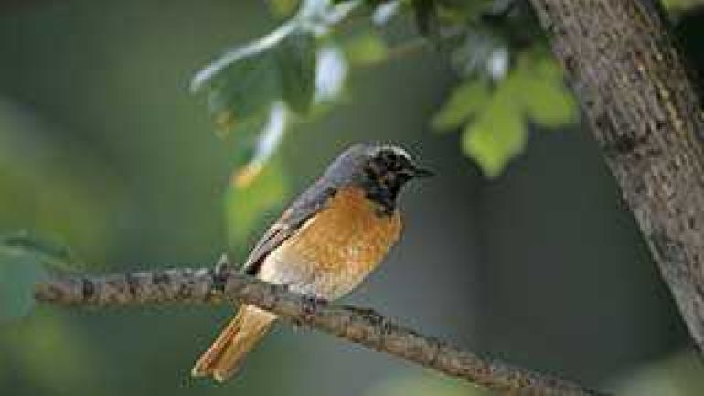 Gartenrotschwanz auf einem Ast sitzend