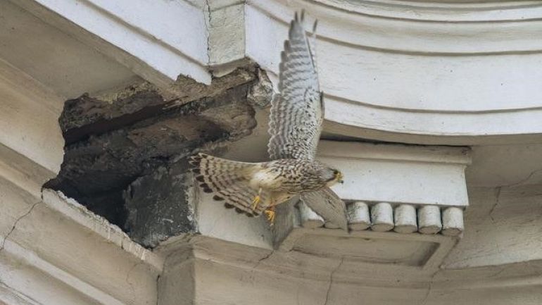 Turmfalke fliegt von einer Fassadennische davon
