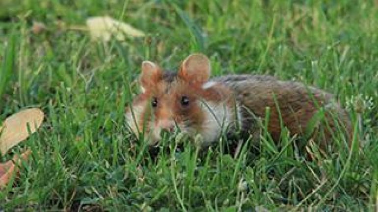 copyright: Dipl. Päd. DI Dr. Manfred Pendl Feldhamster in einer Wiese