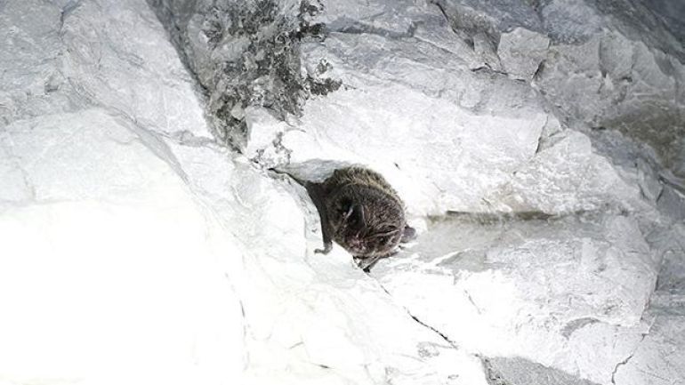 Mopsfledermaus in einer Spalte in einer Felswand