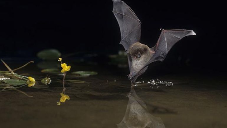 Wasserfledermaus bei der Jagd über stillem Gewässer