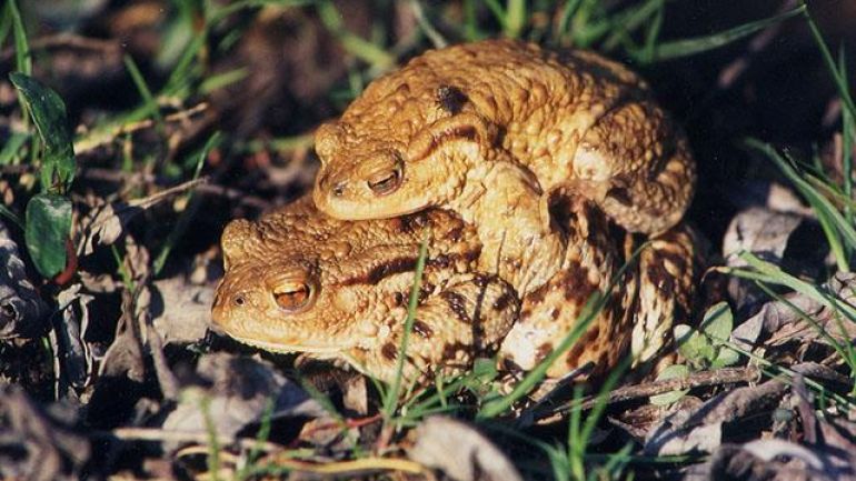 copyright: MA 22 - Dr. Jürgen Rienesl Ein Erdkröten-Weibchen trägt ein Erdkröten-Männchen auf dem Rücken