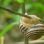 Schnecke auf einem Grashalm