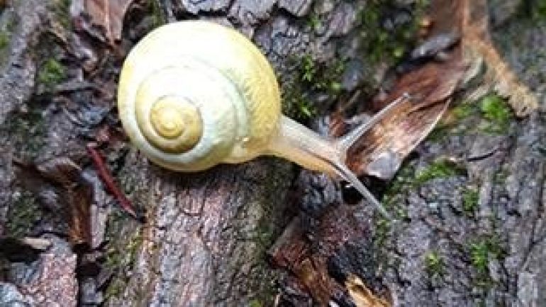 Schnecke auf einem Baumstamm