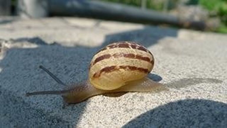 Schnecke auf einem Stein