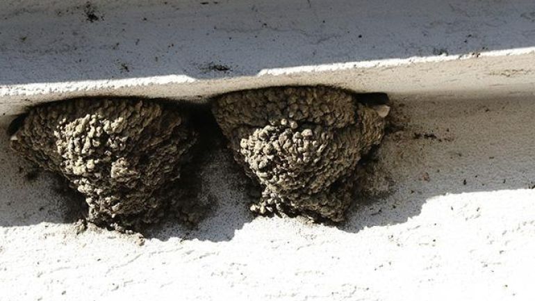 Mehlschwalben-Nester unter einem Gesims. Links und rechts kann man die jungen Mehlschwalben am Nesteingang entdecken.