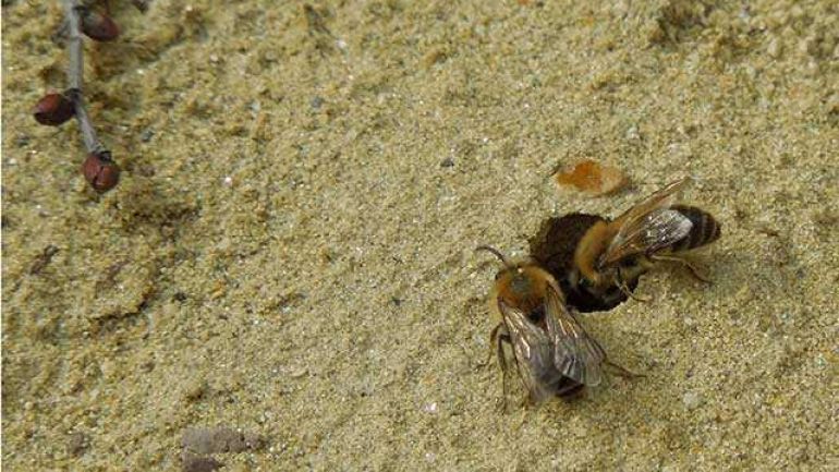 copyright: Heidi Braun, MA 22 zwei Frühlings-Seidenbienen an einem Sandloch