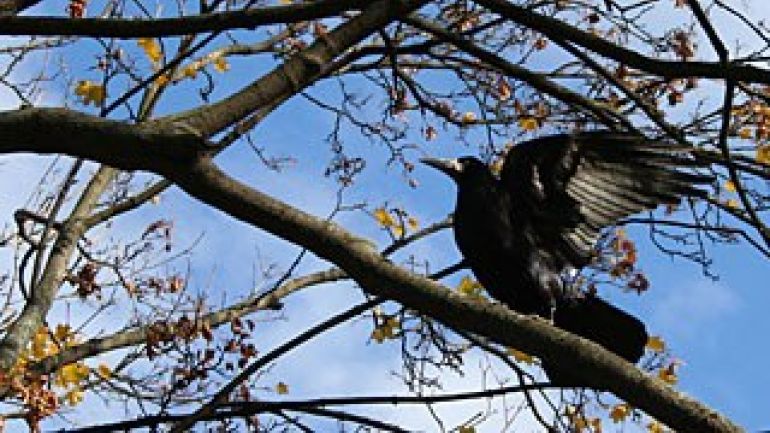 Saatkrähe auf einem Baum