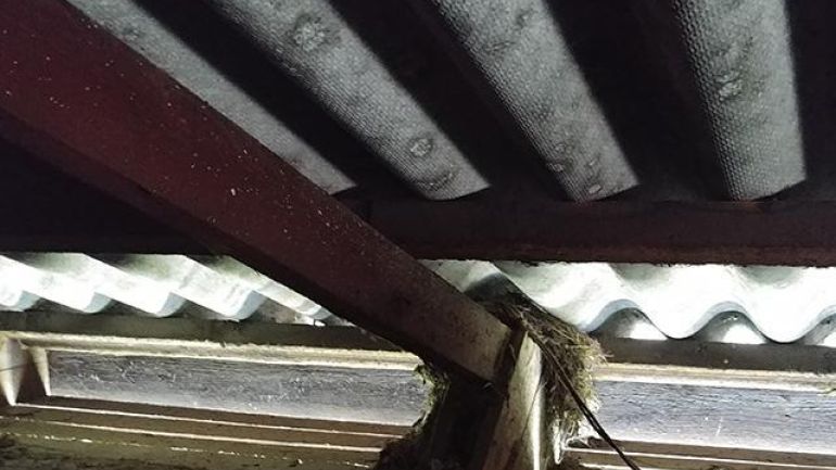 Schwarze Vögel auf Altbau-Dächern