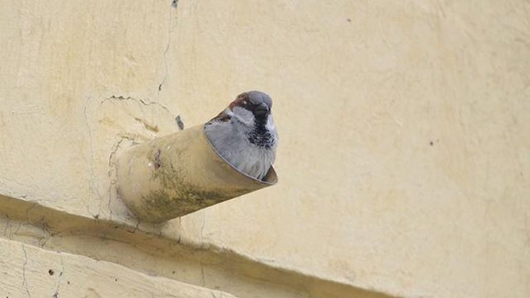 Haussperling in einer Regenrinne