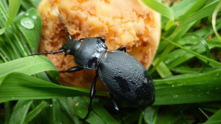 Lederlaufkäfer