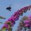 copyright: Richard Schmögner Blühende Pflanze mit Insekt
