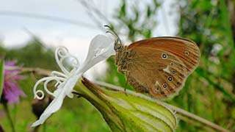 copyright: Manfred Pendl Rotbraunes Wiesenvoegelchen