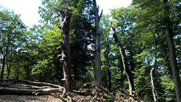 Wald im Lainzer Tiergarten
