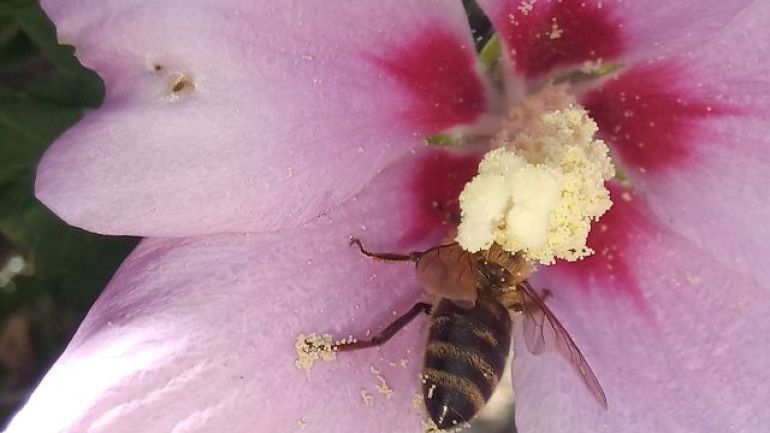 Eine Biene sitzt auf einer Blüte.