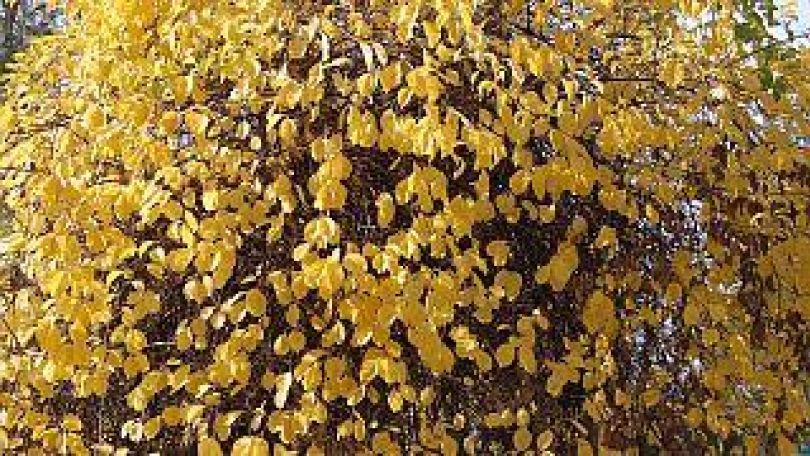 Gelbe Blätter einer Baumkrone