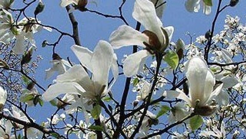 copyright: J. Kacetl Blüten am Baum