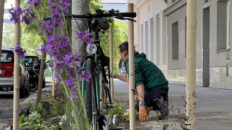 Ein Gärtner pflanzt Blumen auf einem Grünstreifen zwischen Fahrbahn und Gehsteig.