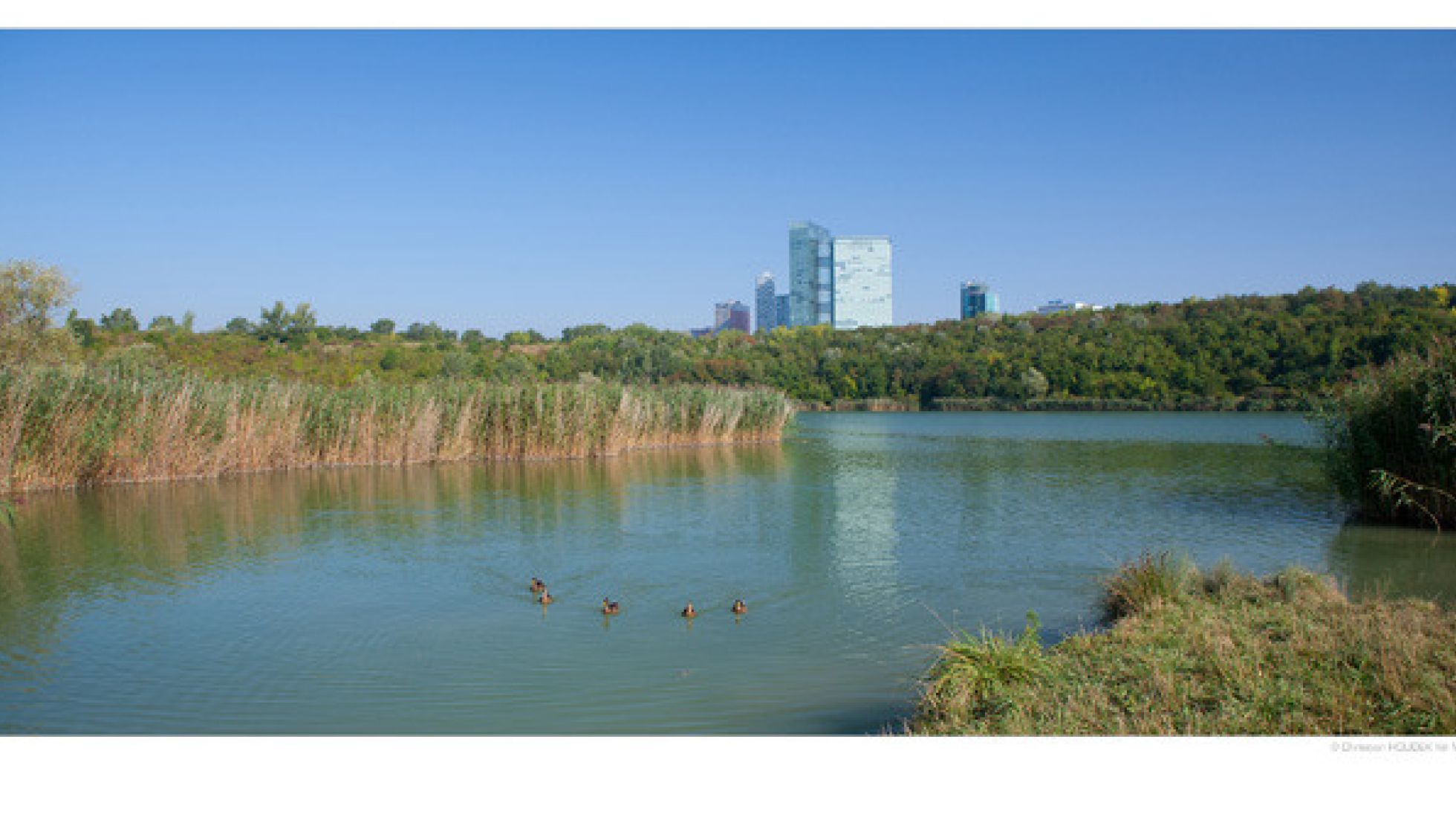 Wienerbergteich, rundherum Schilf und Bäume