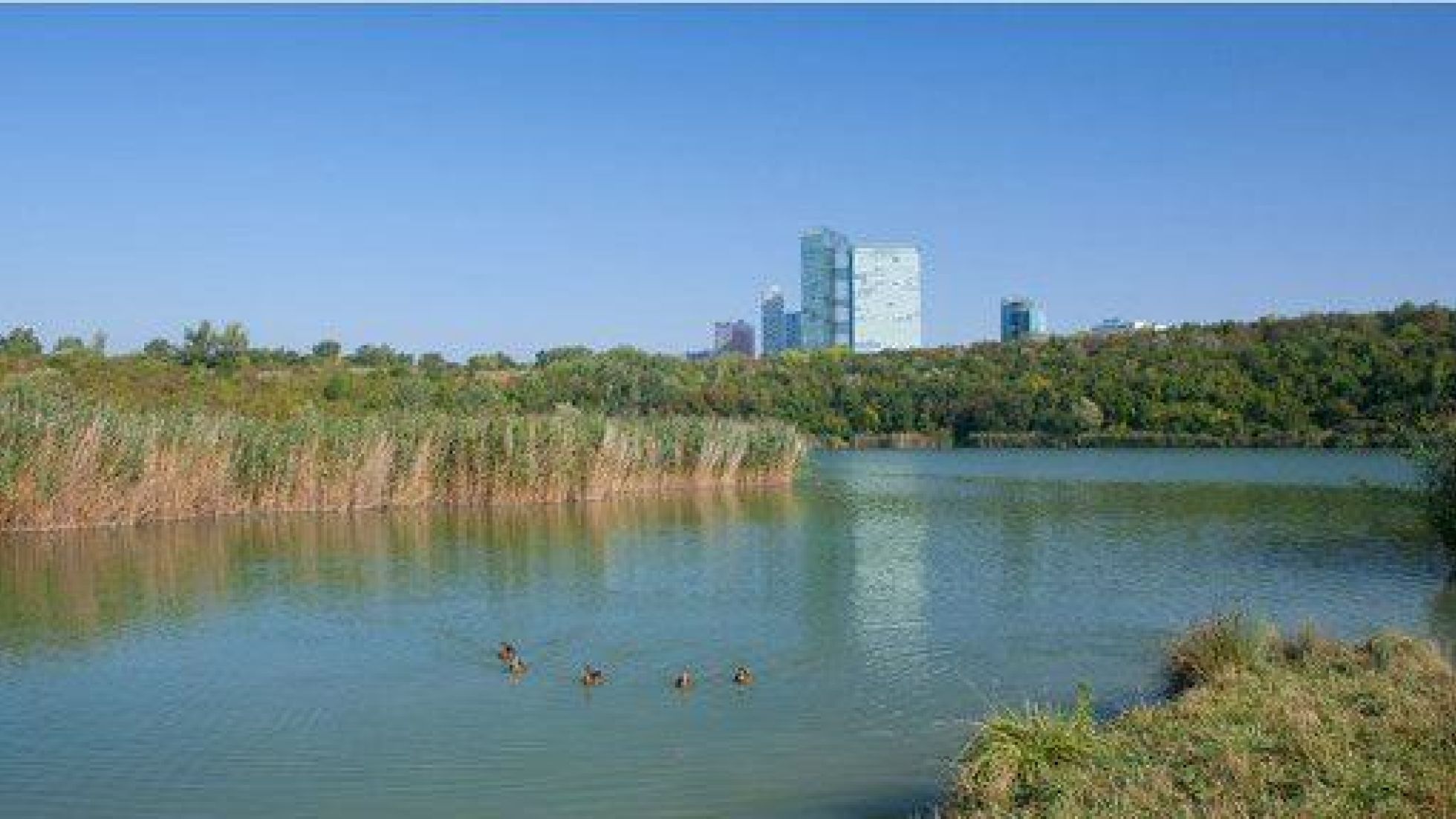 Wienerbergteich, rundherum Schilf und Bäume