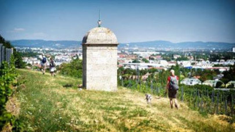 Frau mit Hund wandert neben Weinstöcken
