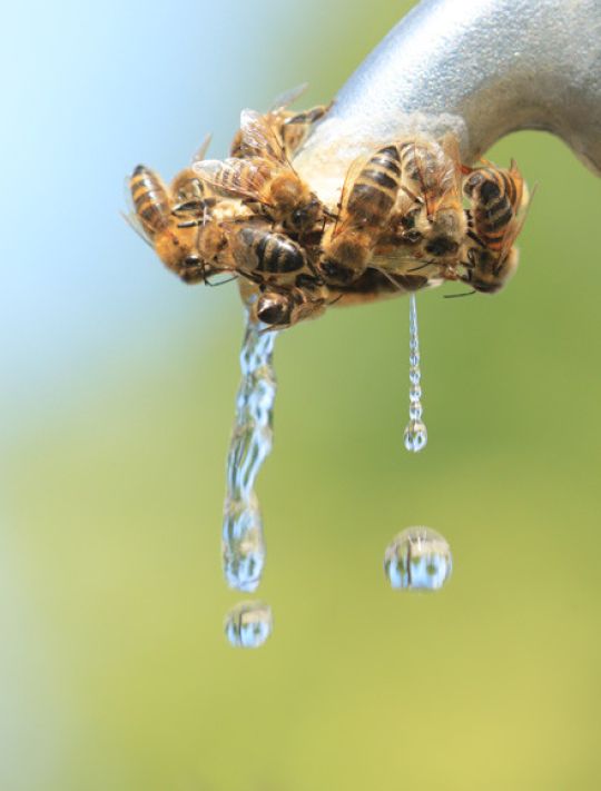 Bienen trinken Wasser aus einer Wassertränke für Insekten