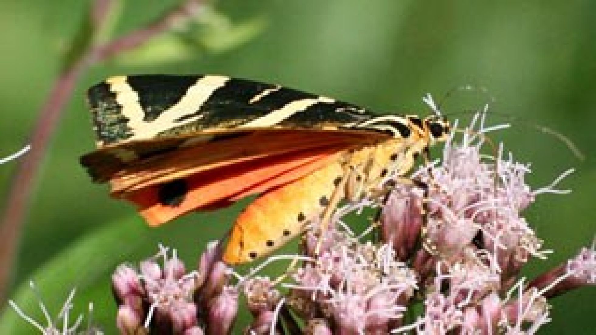copyright: Wikipedia gemeinfrei Nachtfalter mit gelb-orangem Körper und schwarz-weiß-gestreiften Flügeln