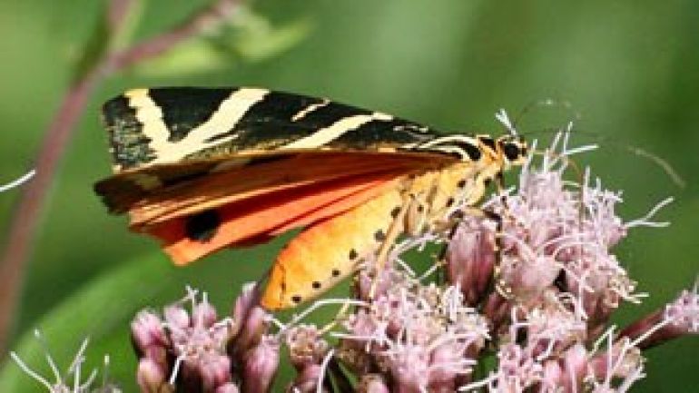 copyright: Wikipedia gemeinfrei Nachtfalter mit gelb-orangem Körper und schwarz-weiß-gestreiften Flügeln