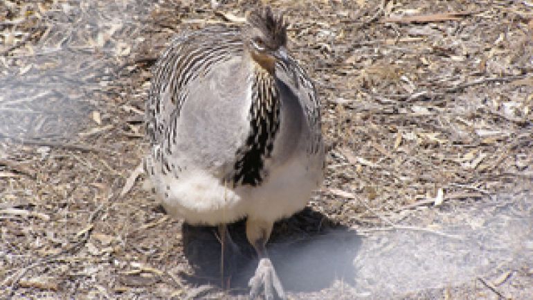 Graubraunes Thermometerhuhn