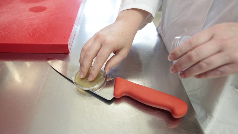 Weibliche Person im Labormantel drück Petrischale mit Ager-Ager auf Schneide von Küchenmesser