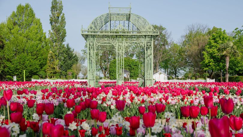 copyright: MA 42/Zeppelzauer Pavillon umgeben von Tulpen in den Blumengärten Hirschstetten