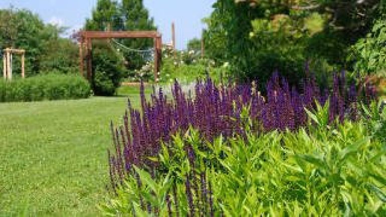 Blau-violett blühender Zier-Salbei