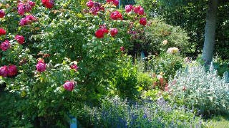 Rote Rosen und im Vordergrund Salbei
