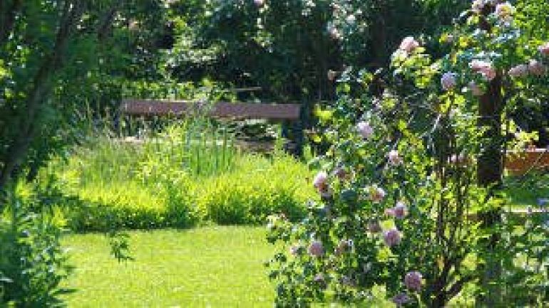 Rosafarbene Rosen im Vordergrund und im Hintergrund Bänke
