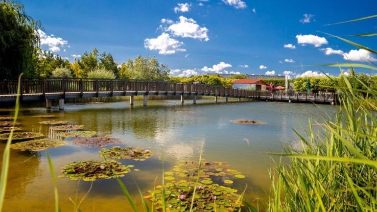 Teich mit Seerosen, im Hintergrund eine Brücke