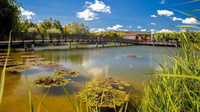 Teich mit Seerosen, im Hintergrund eine Brücke