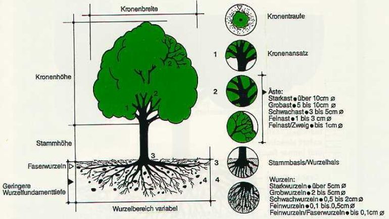 Grafische Darstellung und Begriffsbestimmung Lebensraum