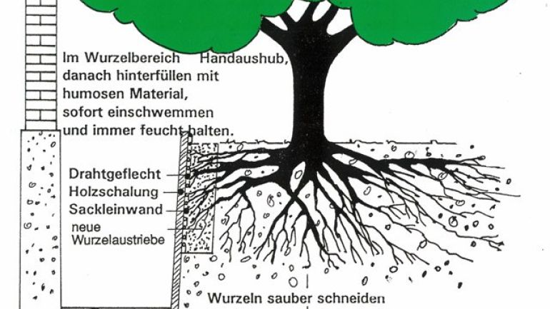 Grafische Darstellung Wurzelvorhang