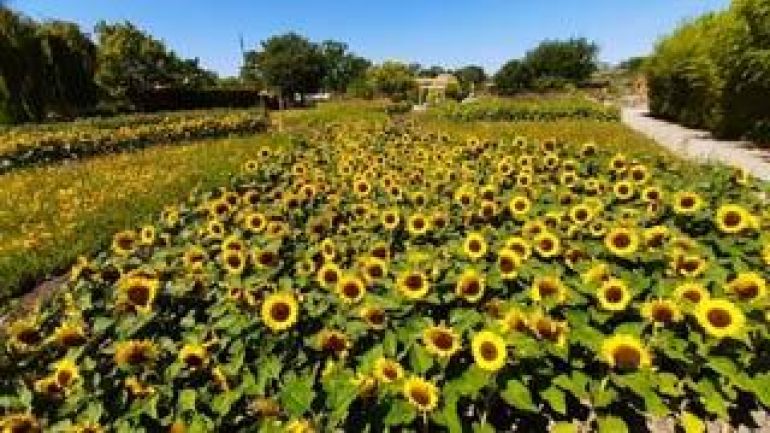 Beet mit blühenden Sonnenblumen