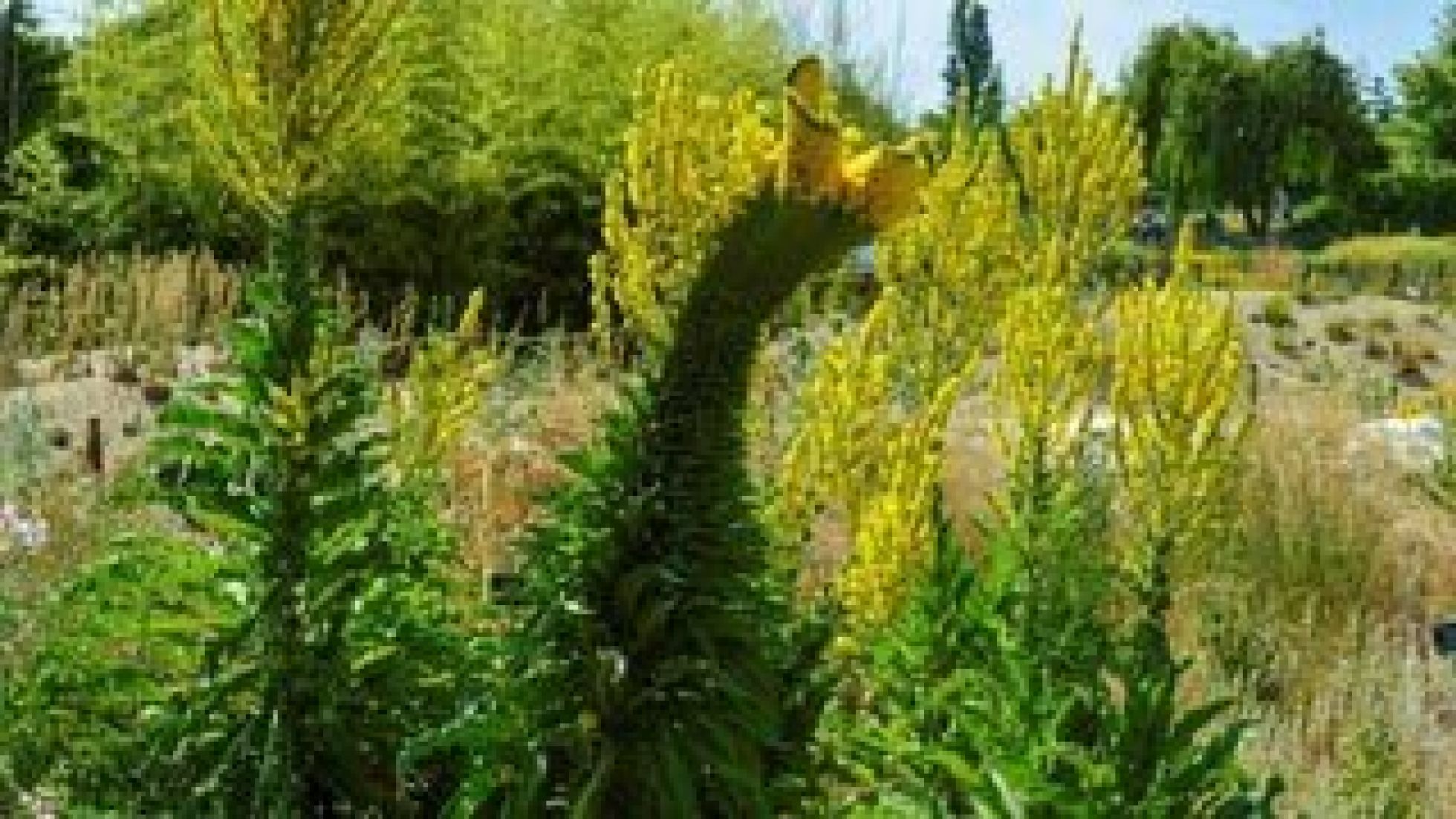 Pflanze mit gelber Blüte