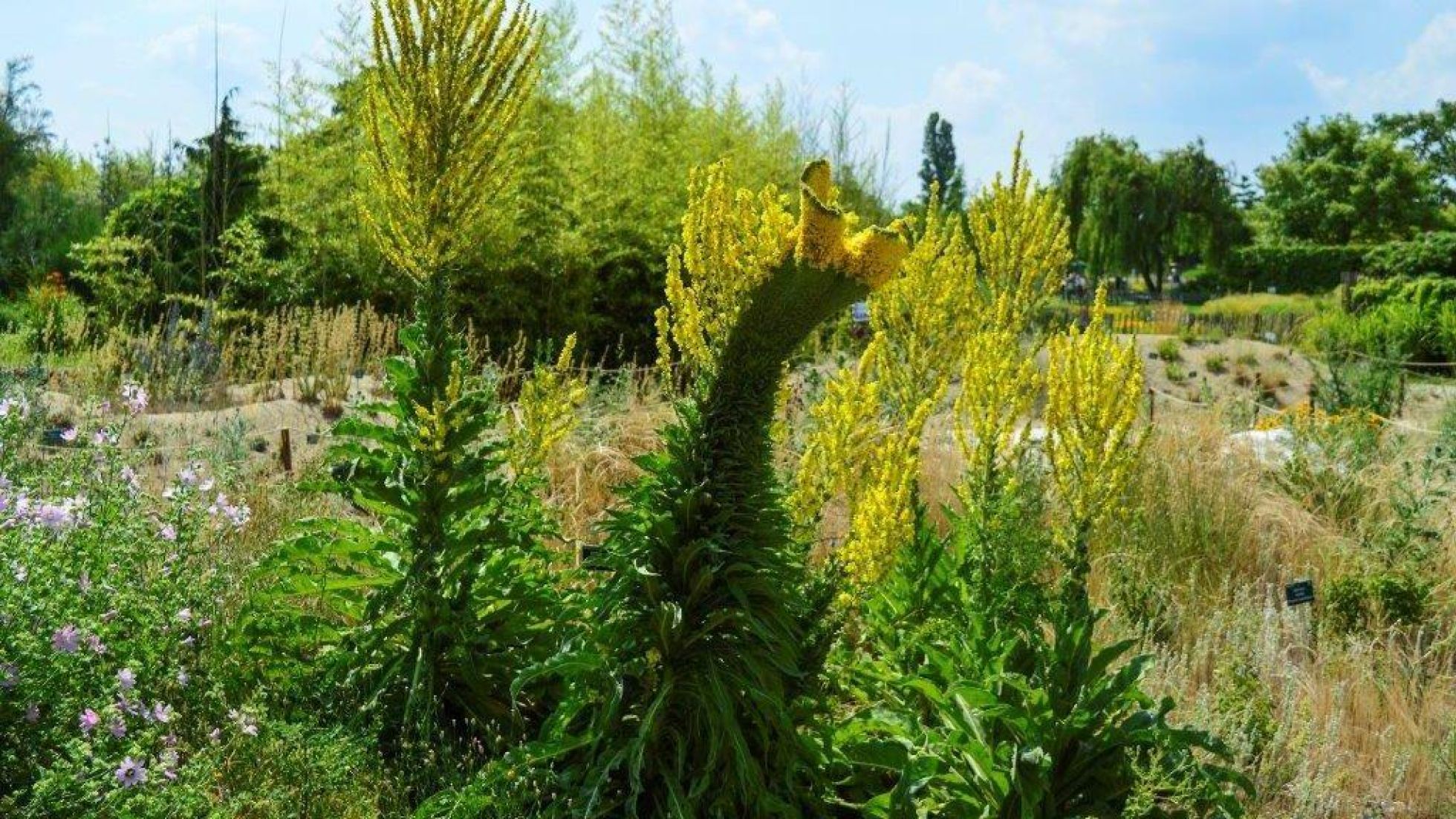 copyright: Wiener Stadtgärten Pflanze mit gelber Blüte