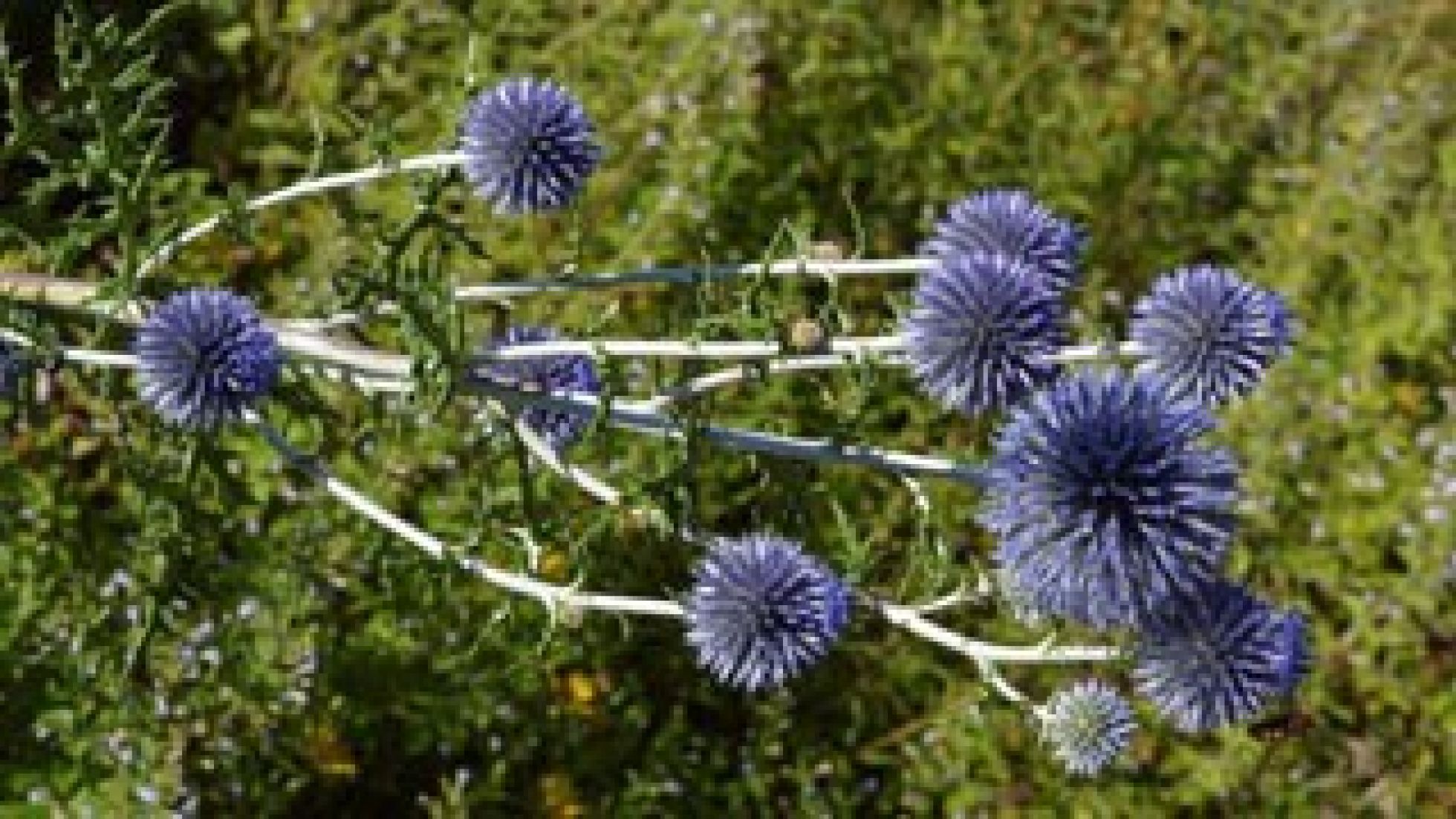 Nahaufnahme von Blüten