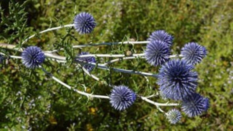 Nahaufnahme von Blüten