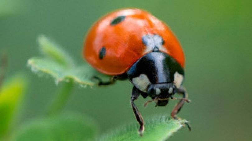 Marienkäfer