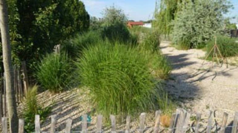 copyright: Wiener Stadtgärten Großes Grasbüschel