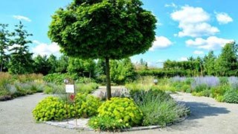 Baum mit Stauden darunter