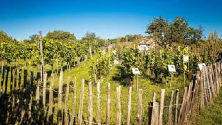 copyright: Wiener Stadtgärten/Houdek Weingarten